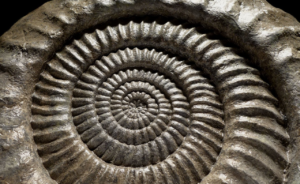 Рекомендоване: